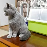 マンチカン(長足)【群馬県・女の子・2025年6月12日・ブルー】の写真2