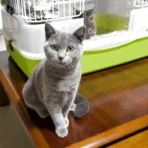 マンチカン(長足)【群馬県・女の子・2025年6月12日・ブルー】の写真3