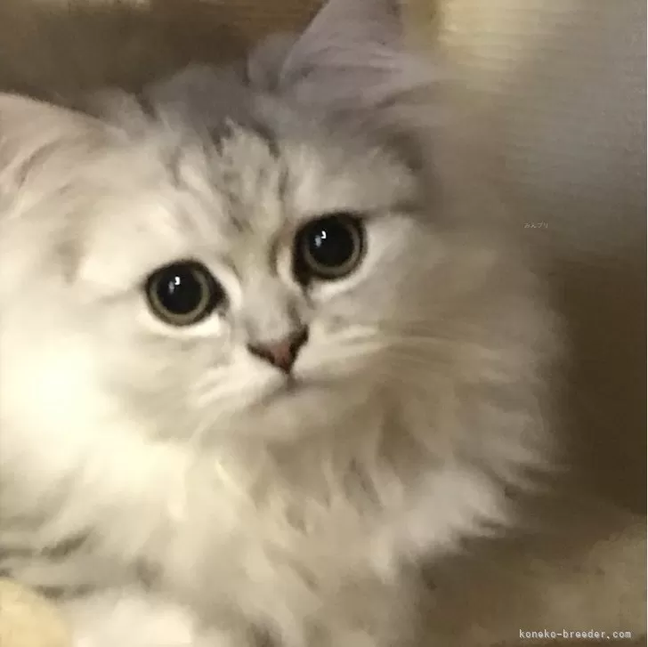 ID:2310-00718の子猫