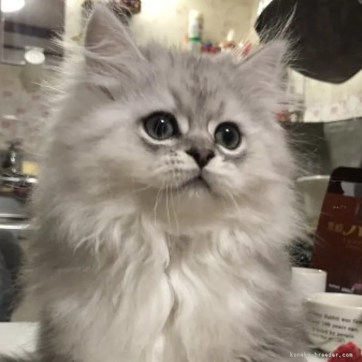ID:2309-02754の子猫