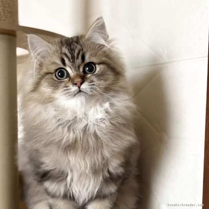 ID：2501-02095の子猫