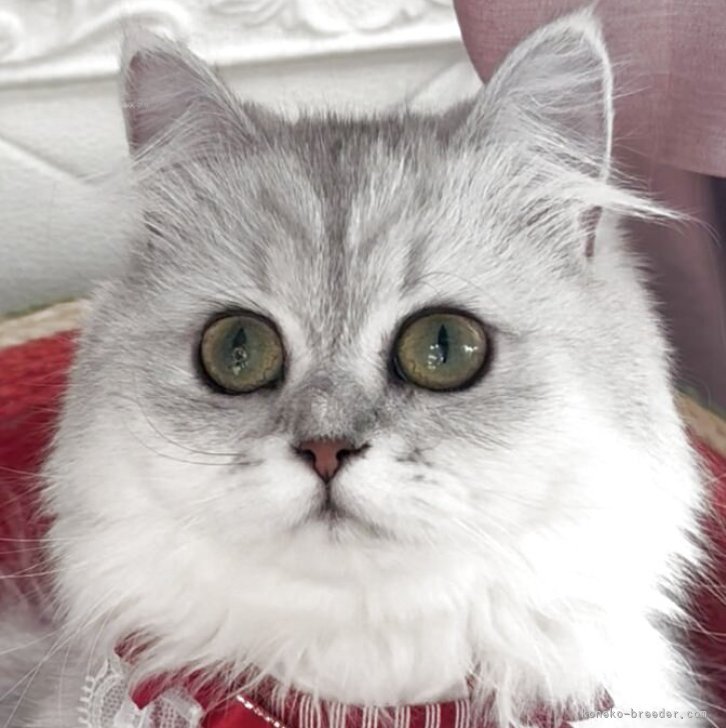 ブリーダー画像