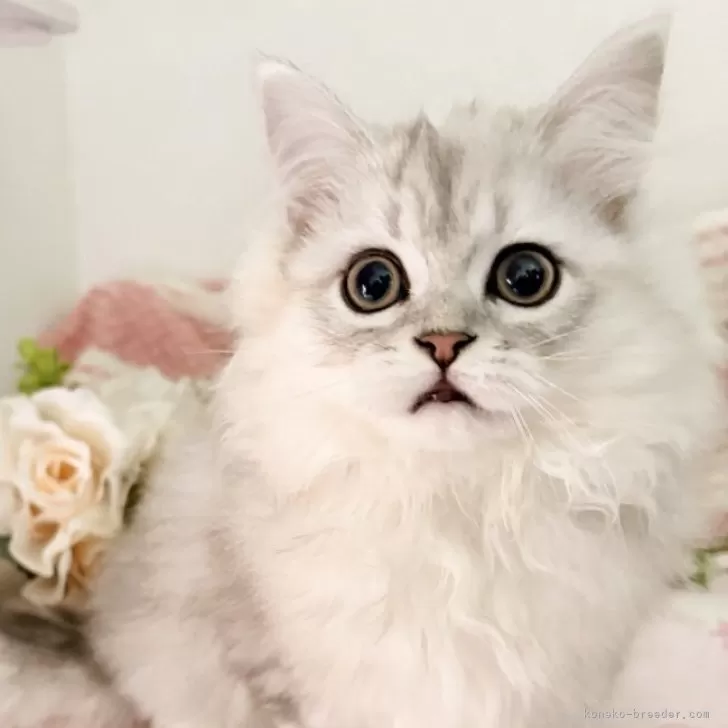 ID：2510-02226の子猫