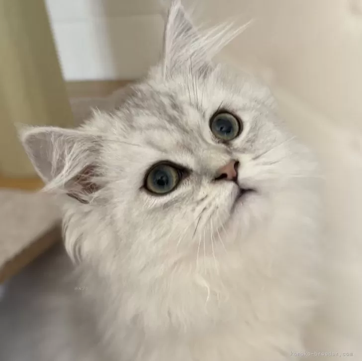 T.I 様のお迎えした子猫