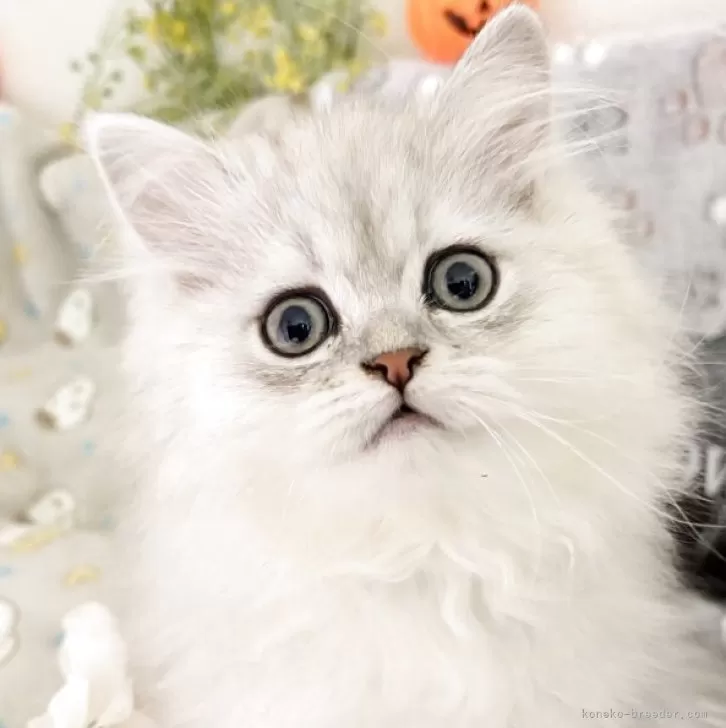 ID：2510-02212の子猫