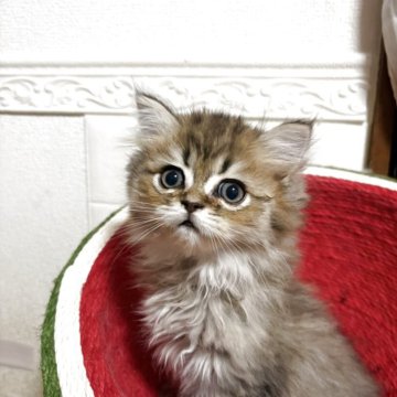 ペルシャ(チンチラ)【北海道・男の子・2025年10月5日・チンチラゴールデン（ロング）】の写真「おめめクリン✨️パパ似の活発な男の子♫」