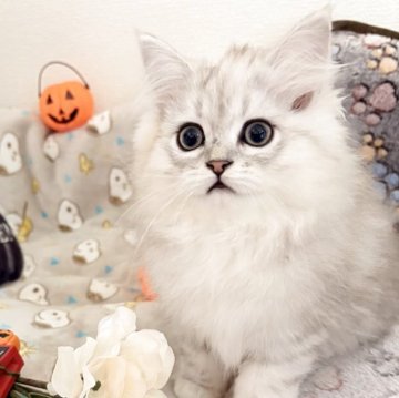 ペルシャ(チンチラ)【北海道・男の子・2024年12月15日・チンチラシルバー（ロング）】の写真「モフモフで活発な男の子」