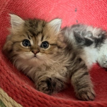 ペルシャ(チンチラ)【北海道・男の子・2025年10月5日・チンチラゴールデン（ロング）】の写真「甘えんぼうで活発お目目くりくりな男の子」