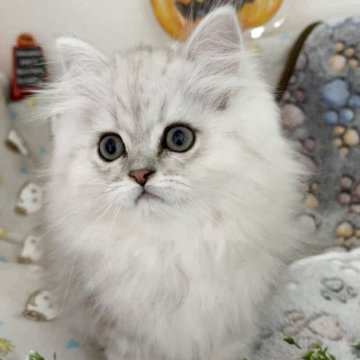 ペルシャ(チンチラ)【北海道・男の子・2025年8月5日・チンチラシルバー（ロング）】の写真「甘えんぼう男の子」