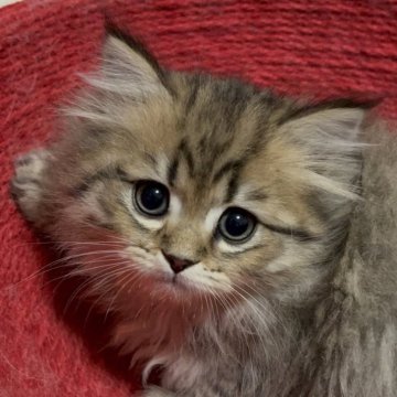 ペルシャ(チンチラ)【北海道・男の子・2025年10月5日・チンチラゴールデン（ロング）】の写真「がっちり大きめ活発な男の子」