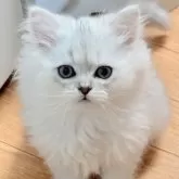 ペルシャ(チンチラ)