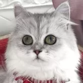 ペルシャ(チンチラ)