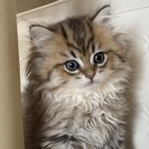 ペルシャ(チンチラ)