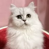 ペルシャ(チンチラ)