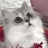 ペルシャ(チンチラ)【北海道・女の子・2025年1月8日・チンチラシルバー】の写真3