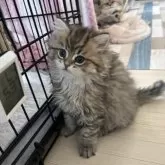 ペルシャ(チンチラ)【北海道・男の子・2024年12月17日・チンチラゴールデン】の写真9