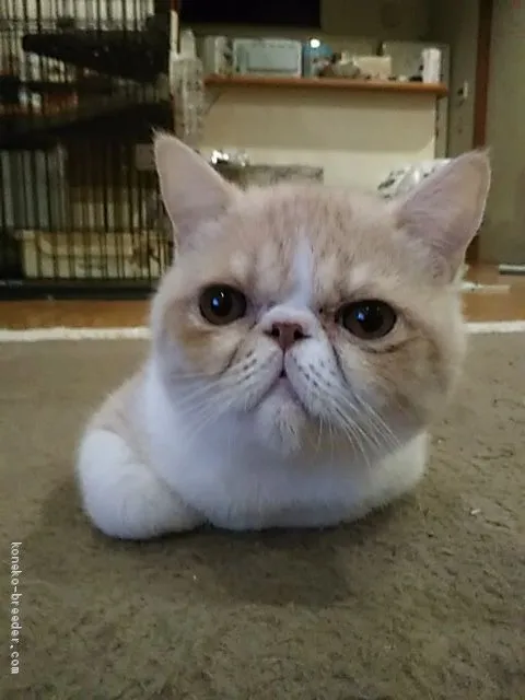 ID：1908-01396の子猫