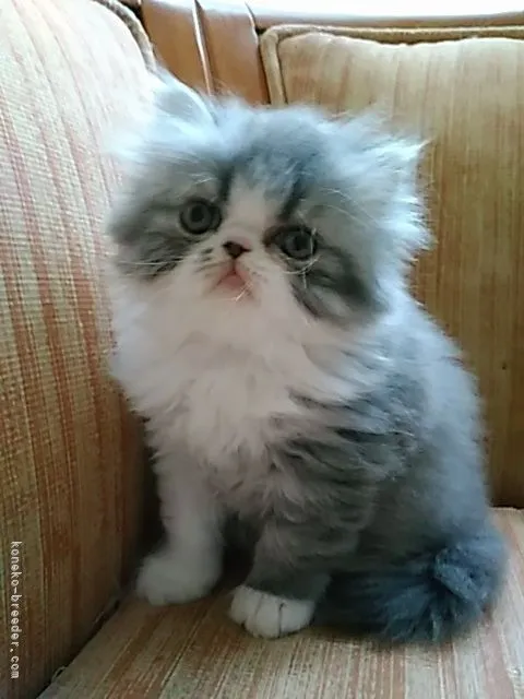 ID：2105-00225の子猫