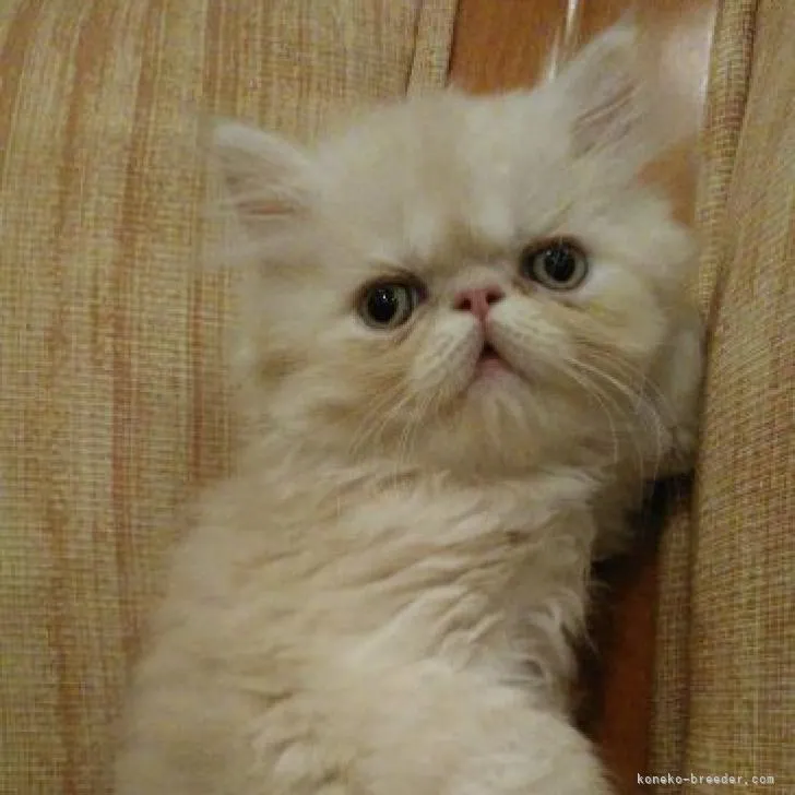 エキゾチックショートヘア【神奈川県・男の子・2022年7月8日・クリームタビー】の写真1