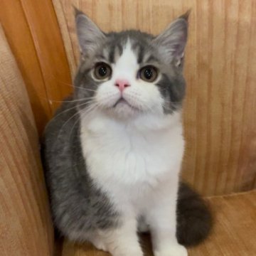 エキゾチックショートヘア【神奈川県・女の子・2023年4月19日・ブルータビーホワイト（ショート）】の写真「優しい眼がとっても可愛いですよ🌱」