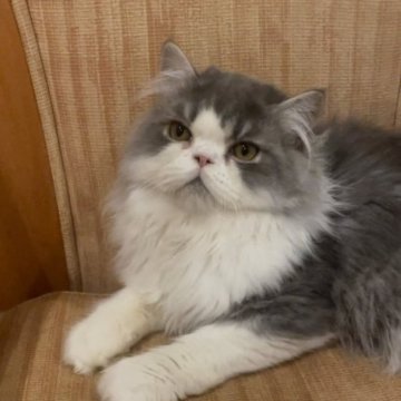 エキゾチックショートヘア【神奈川県・男の子・2023年2月26日・ブルーホワイト(ロング)】の写真「ふわふわでとっても可愛いですよ🌱」