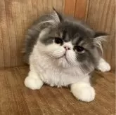 エキゾチックショートヘア【神奈川県・男の子・2024年4月6日・ブルータビーホワイト(ロング)】の写真1