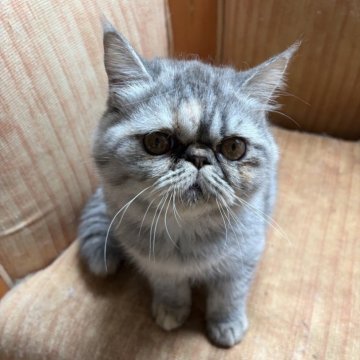 エキゾチックショートヘア【神奈川県・女の子・2025年5月24日・ブルークリーム（ショート）】の写真「🍎優しい太っちょおんなのこです。」