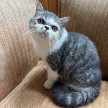 エキゾチックショートヘア【神奈川県・男の子・2025年5月24日・ブルータビーホワイト】の写真「優しいお顔でイタズラです🍄」