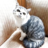 エキゾチックショートヘア