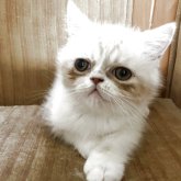エキゾチックショートヘア