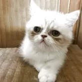 エキゾチックショートヘア