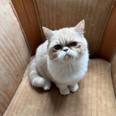 エキゾチックショートヘア