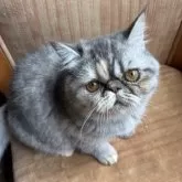 エキゾチックショートヘア【神奈川県・女の子・2025年5月24日・ブルークリーム】の写真3