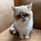 エキゾチックショートヘア【神奈川県・男の子・2025年5月24日・クリームタビーホワイト】の写真3