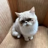 エキゾチックショートヘア【神奈川県・男の子・2025年5月24日・クリームタビーホワイト】の写真4