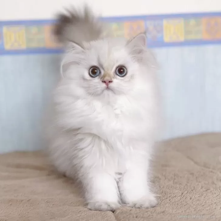 ID：2408-00215の子猫