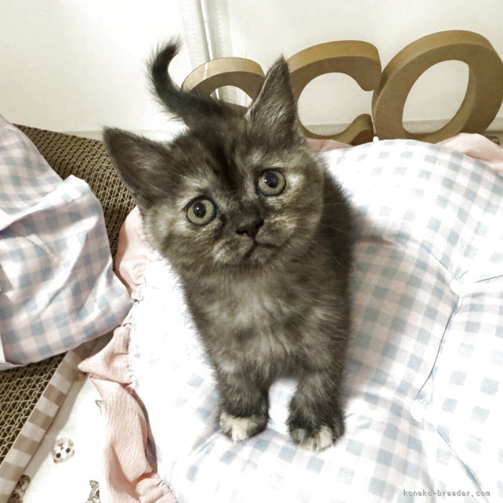 ブリーダー画像