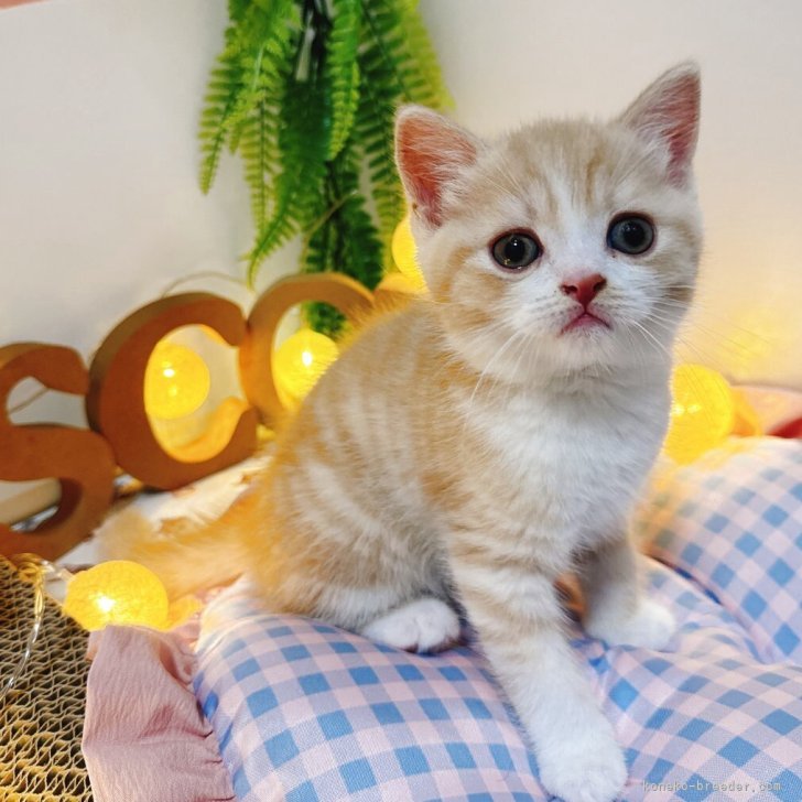 ブリーダー画像