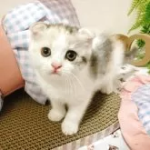 スコティッシュフォールド(折れ耳)