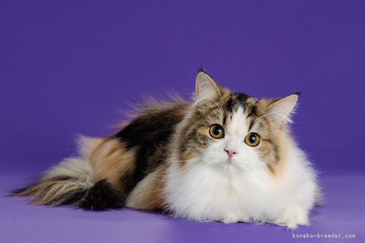 スコティッシュフォールド【・女の子・2023年4月18日・ブラウンパッチドタビー＆ホワイト】