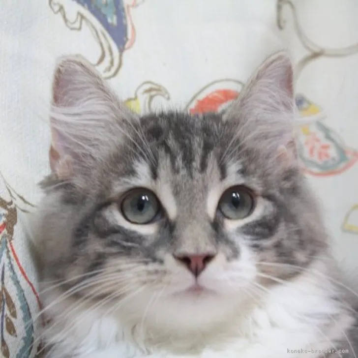 ID：2306-00239の子猫