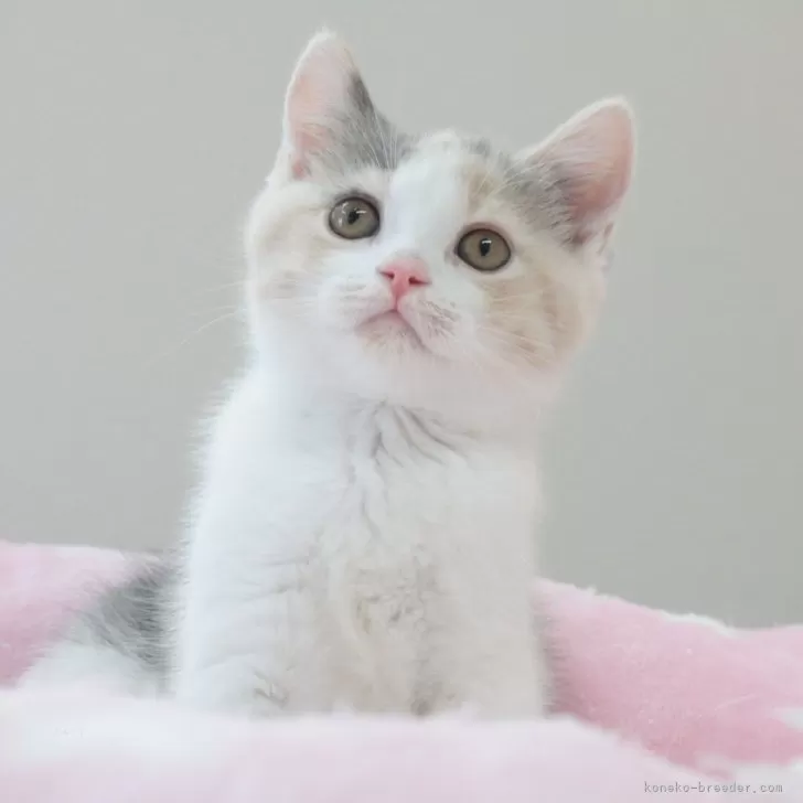 ID：2405-02383の子猫