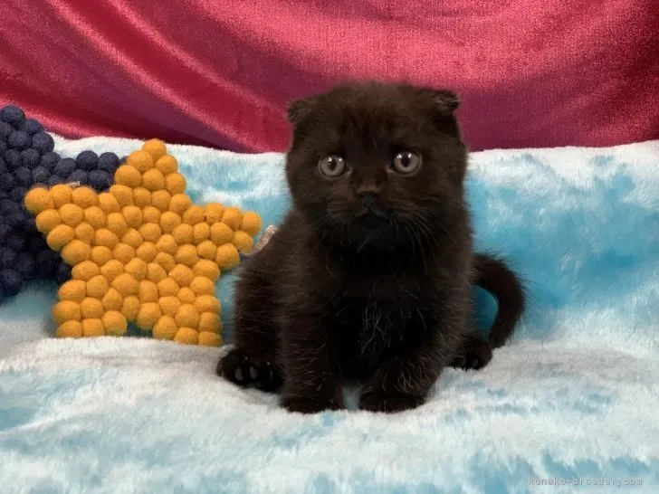 ID：2111-00069の子猫