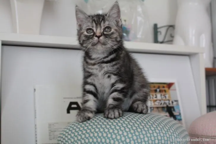 チョルス 様のお迎えした子猫