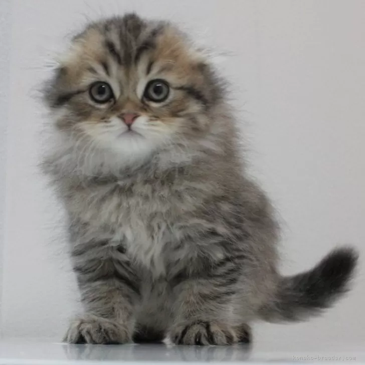 ID:2312-02601の子猫
