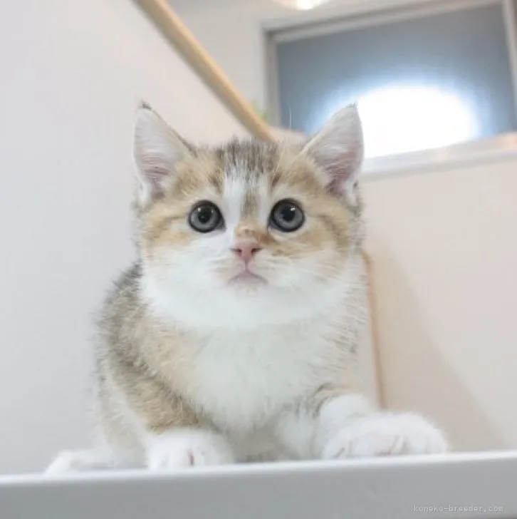 ID:2312-00555の子猫