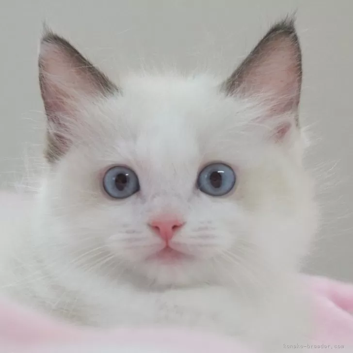 ID：2407-01564の子猫