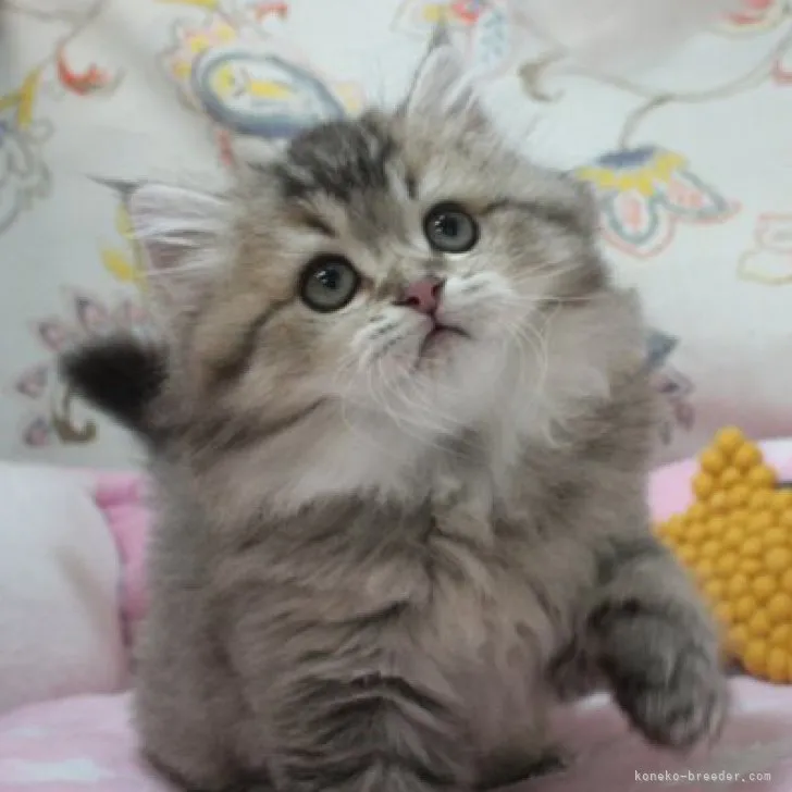 ID：2305-03255の子猫