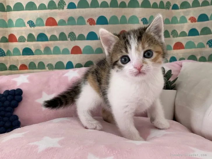 ID:2105-01207の子猫