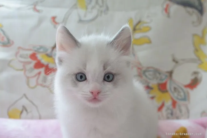 ID：2205-00330の子猫